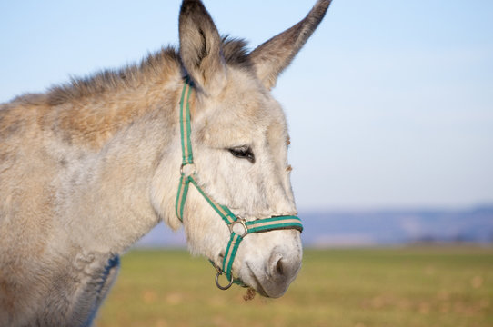 Donkey