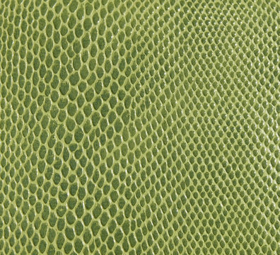 Green Snakeskin Texture Background
