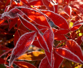Heap of frozen Henry's Carnet leaves