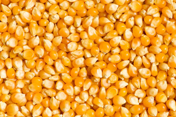 Bright corn kernels arranged as the background