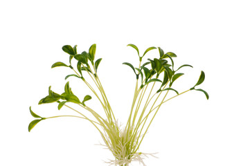 Green saplings isolated on the white background
