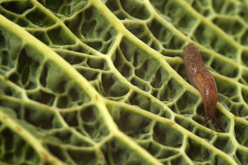 Schnecke