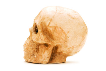 Human skull isolated on the white background