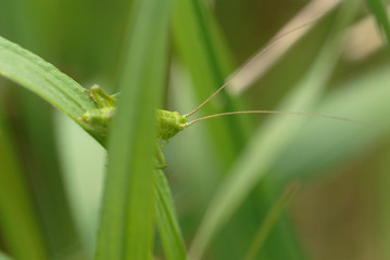 heuschrecken, langfühlerschrecken