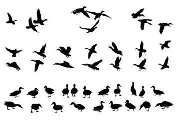 collection of mallard duck silhouettes for designers - obrazy, fototapety, plakaty