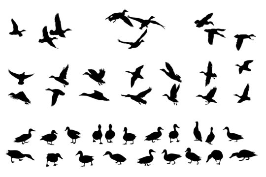 collection of mallard duck silhouettes for designers