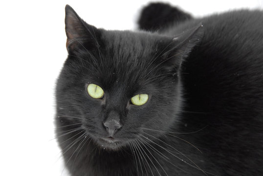 Katzen-Modell