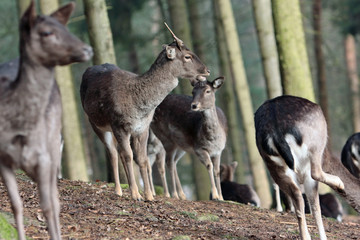 Reh © Petra Kohlstädt