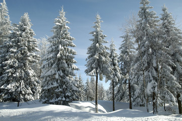 Schwarzwald