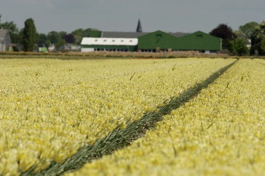 Tulpenbl&uuml;te in Hollen