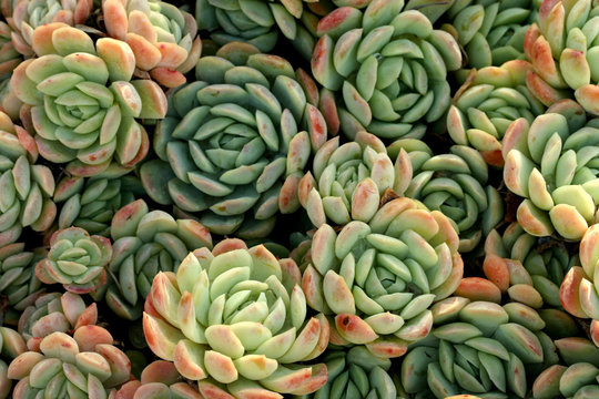 Many Small Clusters Of Succulent Leaves Fill The Frame