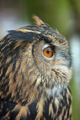 Vogel