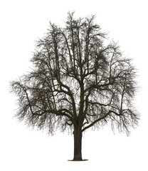 Isolated Pear Tree