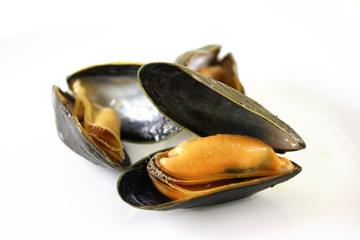 muschel © Dalmatin.o