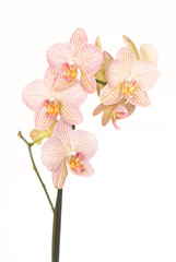 Fototapeta premium falinopsis