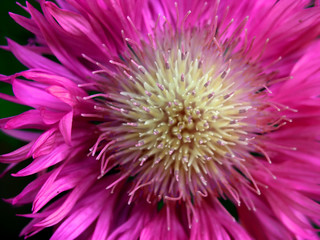 purple flower