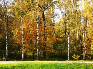 Fototapeta premium Autumn landscape - birch wood