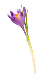 crocus flower