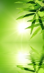 Fototapeta na wymiar Bambus liści z odbicie w wodzie, atmosferze zen.