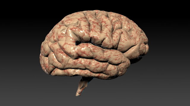 Human brain assembling,seamless loop,Alpha Channel