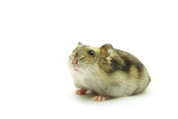 hamster