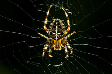 Spider