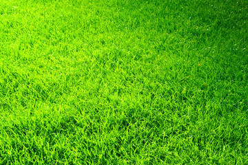 saftige grüne Wiese