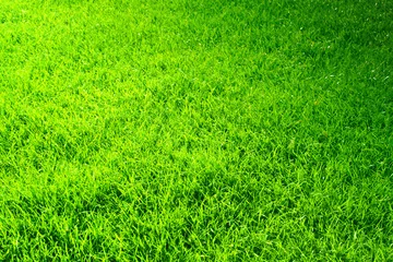 Foto op Canvas saftige grüne Wiese © BRN-Pixel