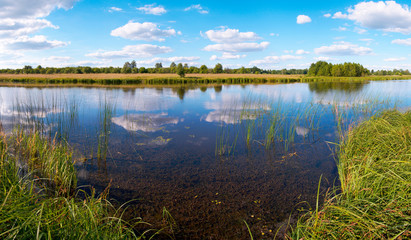 Summer rushy lake panorama