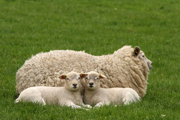 Naklejka na ściany i meble Two little lambs looking at you