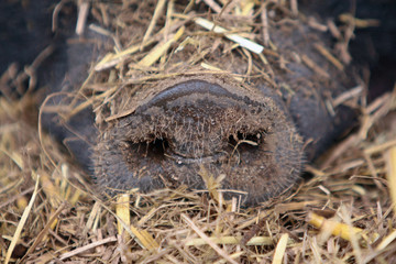 Obraz premium Schwein