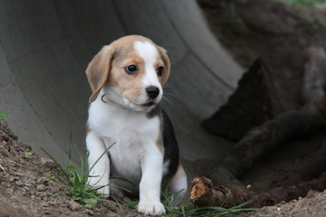 Beagle-Welpe