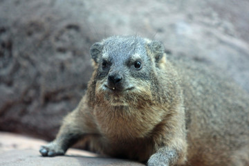 Klippschliefer © Petra Kohlstädt