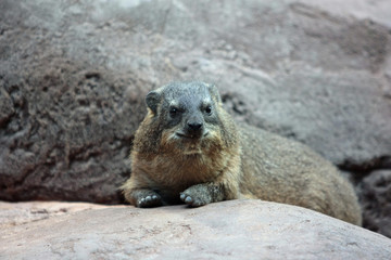 Klippschliefer © Petra Kohlstädt