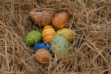 Obraz premium Osternest