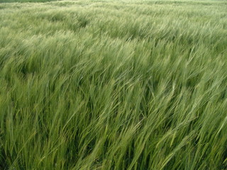 barley and wheat