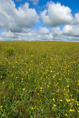 Wild Flowers in Field