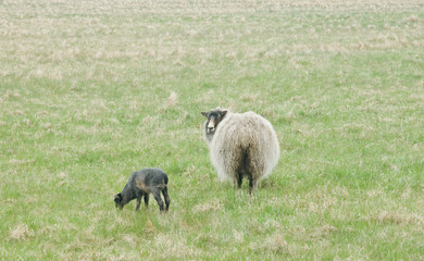 Obraz premium Swedish sheep