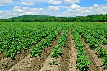 Fototapeta na wymiar Potato Plants in Field