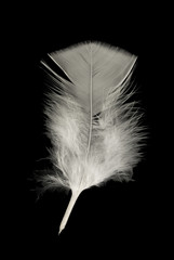 small white feather