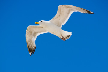 Seagull soaring high above the ocean