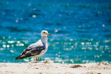 Fototapeta na wymiar Seagull resting at Fire Island beach