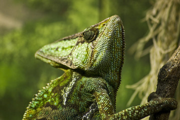 Green Lizard Calm