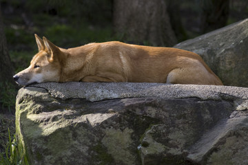 Dingo resting
