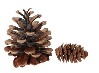 Two pinecones