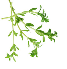 Paddy rice herb