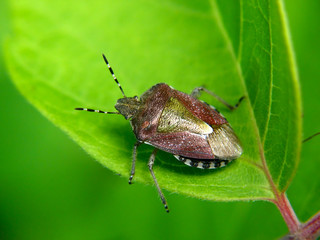 Dolycoris baccarum