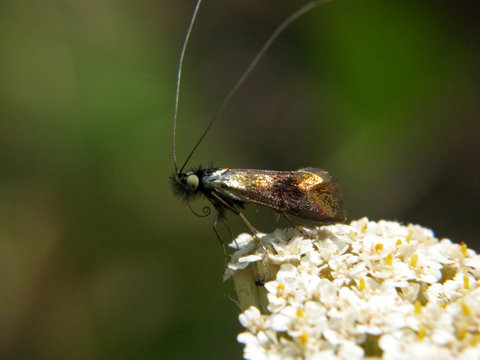 Nemophora fasciella