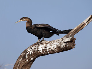 cormorano