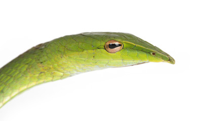 tree snake on white